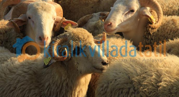 Kurban Bayramı Tatili Kaç Gün ve Ne Zaman Başlıyor - Kiralikvilladatatil.com